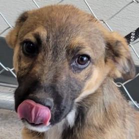 Enlarge Rocky, a Adoptable Mixed Breed in Las Cruces, NM image 4/5