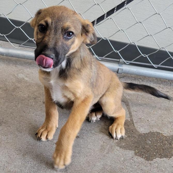 Enlarge Rocky, a Adoptable Mixed Breed in Las Cruces, NM image 5/5