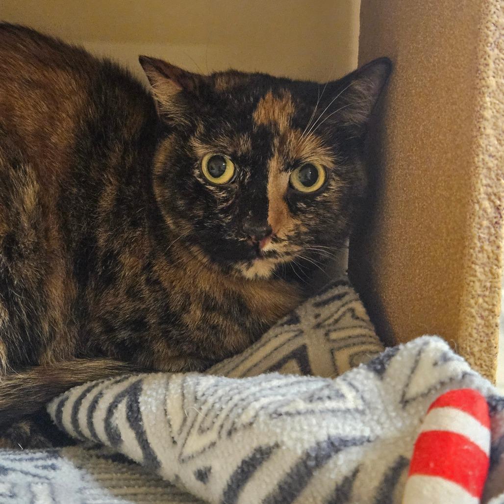 Enlarge Dulce, a Adoptable Domestic Short Hair in Grantsville, UT image 1/1