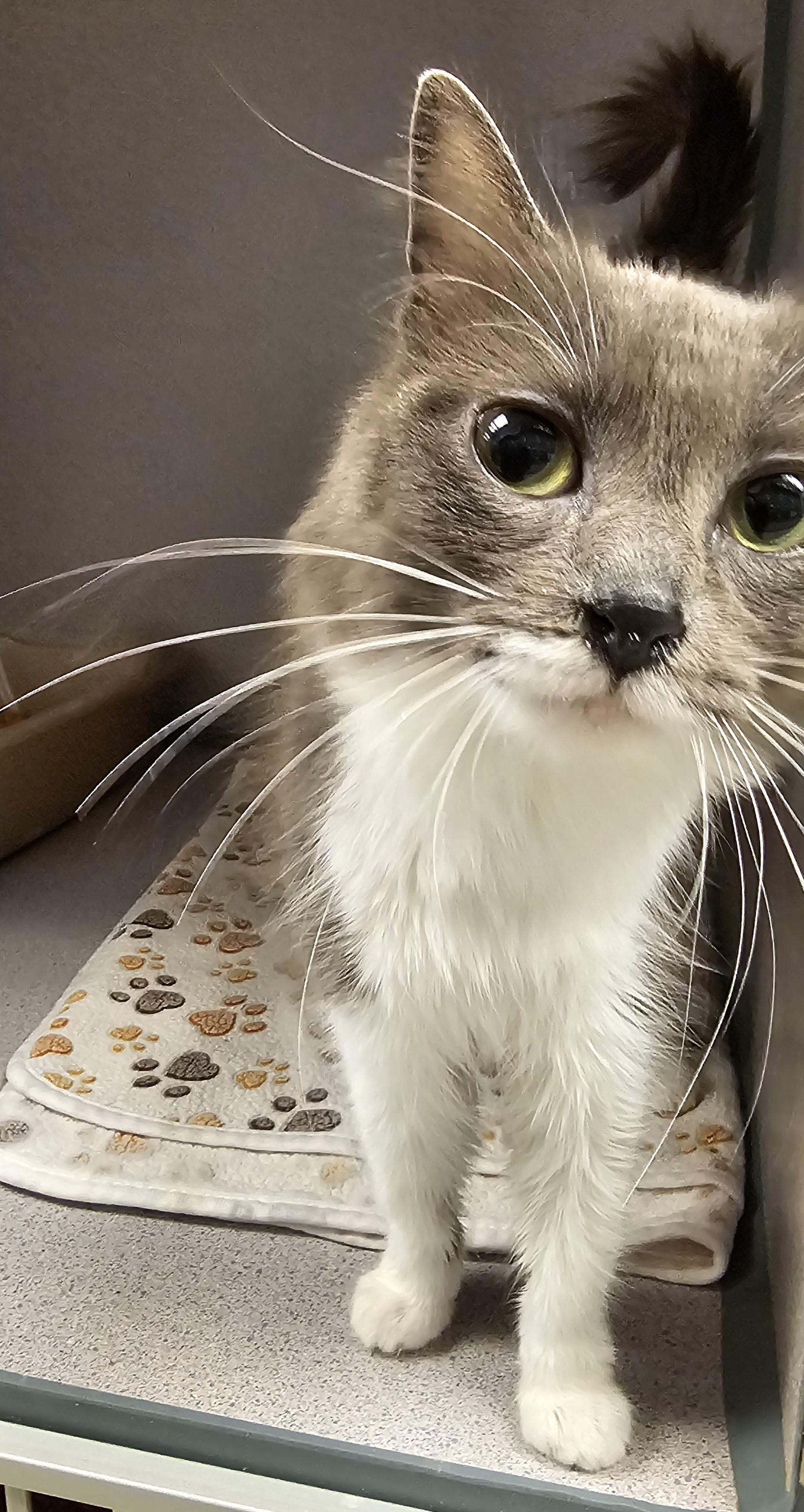 Gabrielle — thumbnail 2