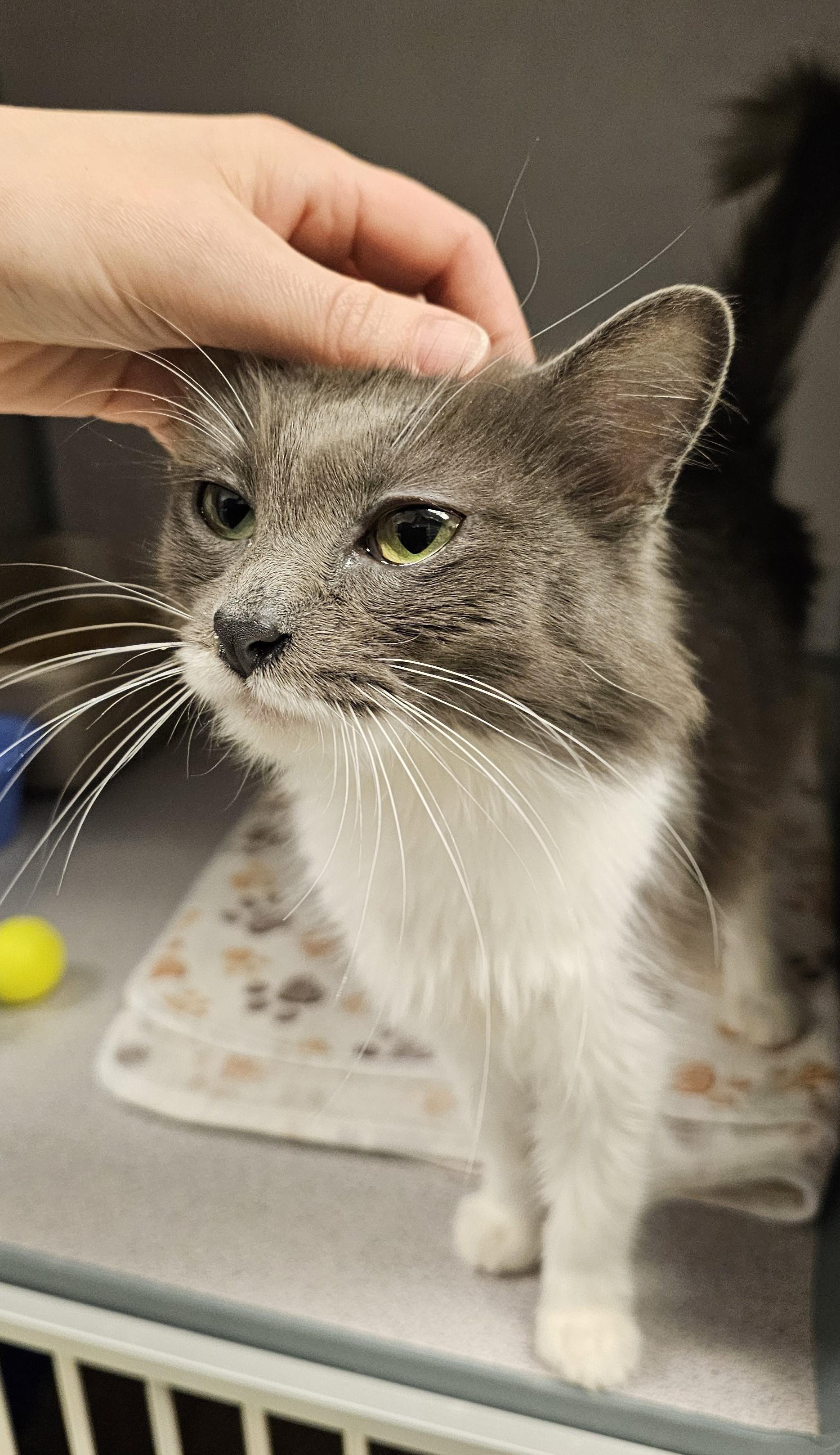 Gabrielle — thumbnail 3