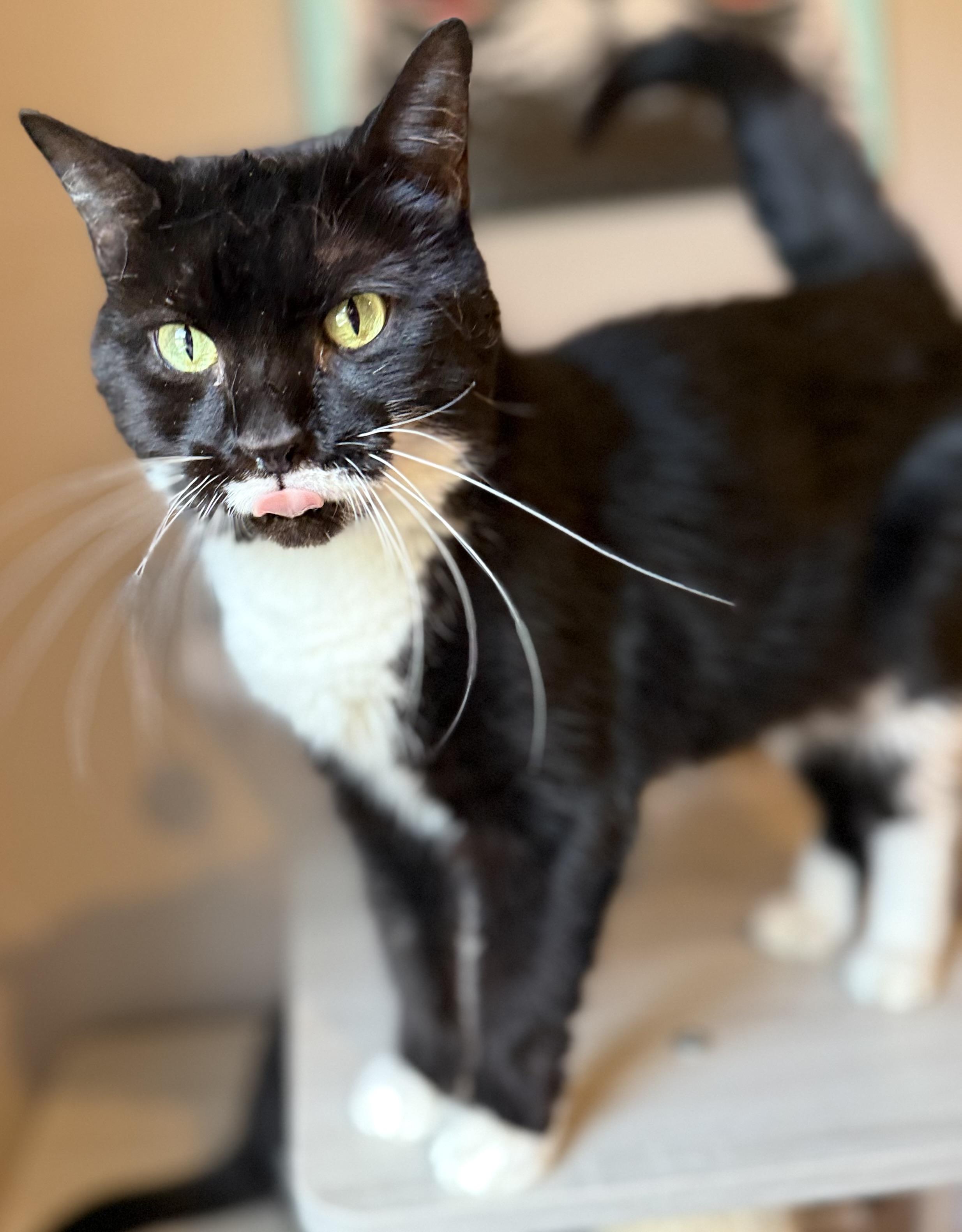 Enlarge Pepper, a Adoptable Domestic Short Hair in Old Bridge, NJ image 1/3