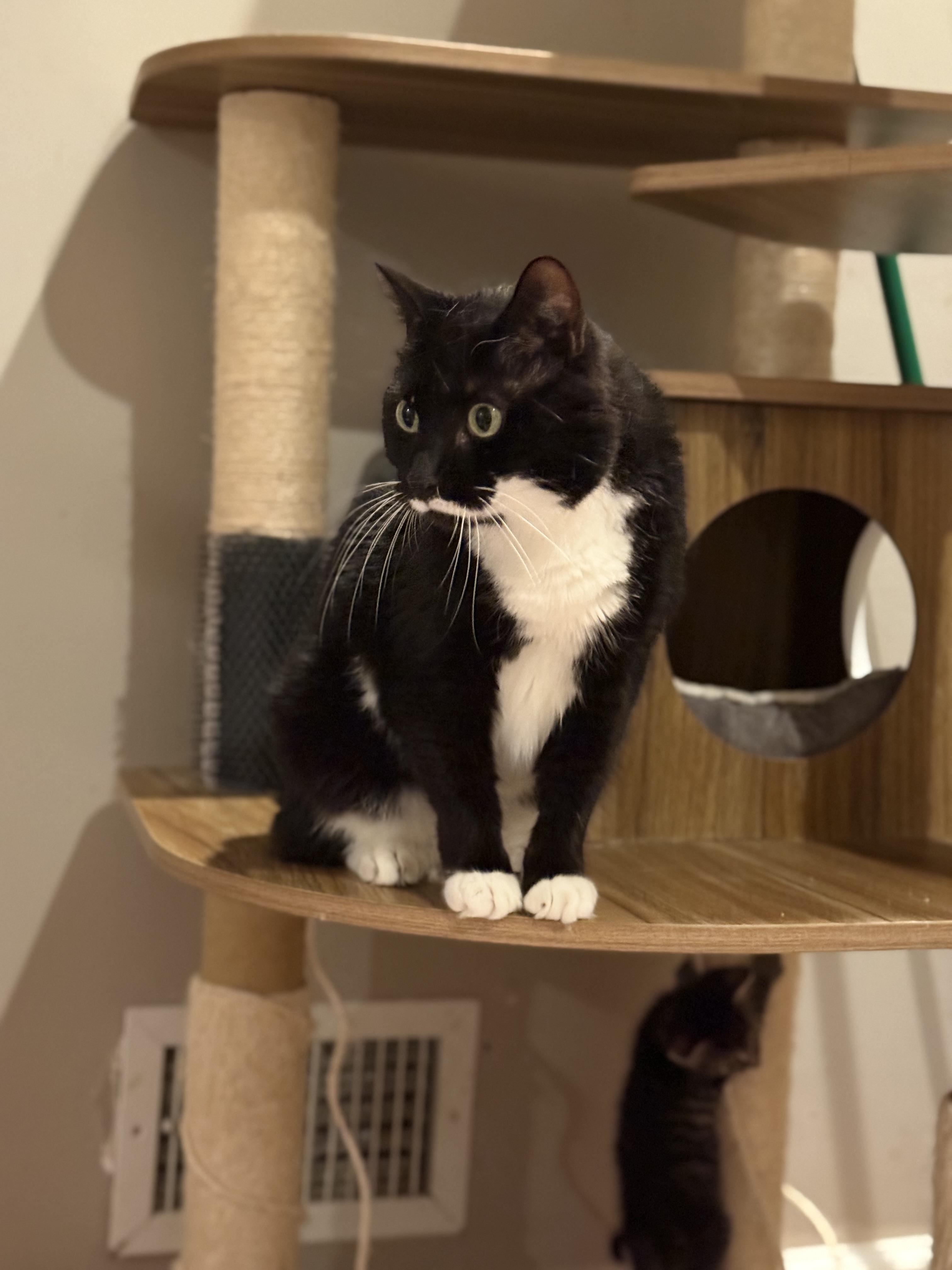 Pepper, Adoptable, Adult Male Domestic Short Hair.
