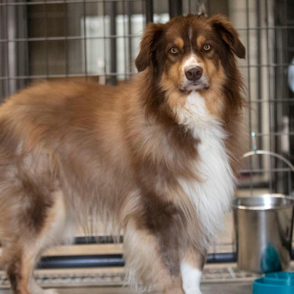 Bruiser (MY26-42), a Adoptable Australian Shepherd in Peyton, CO image 1/6