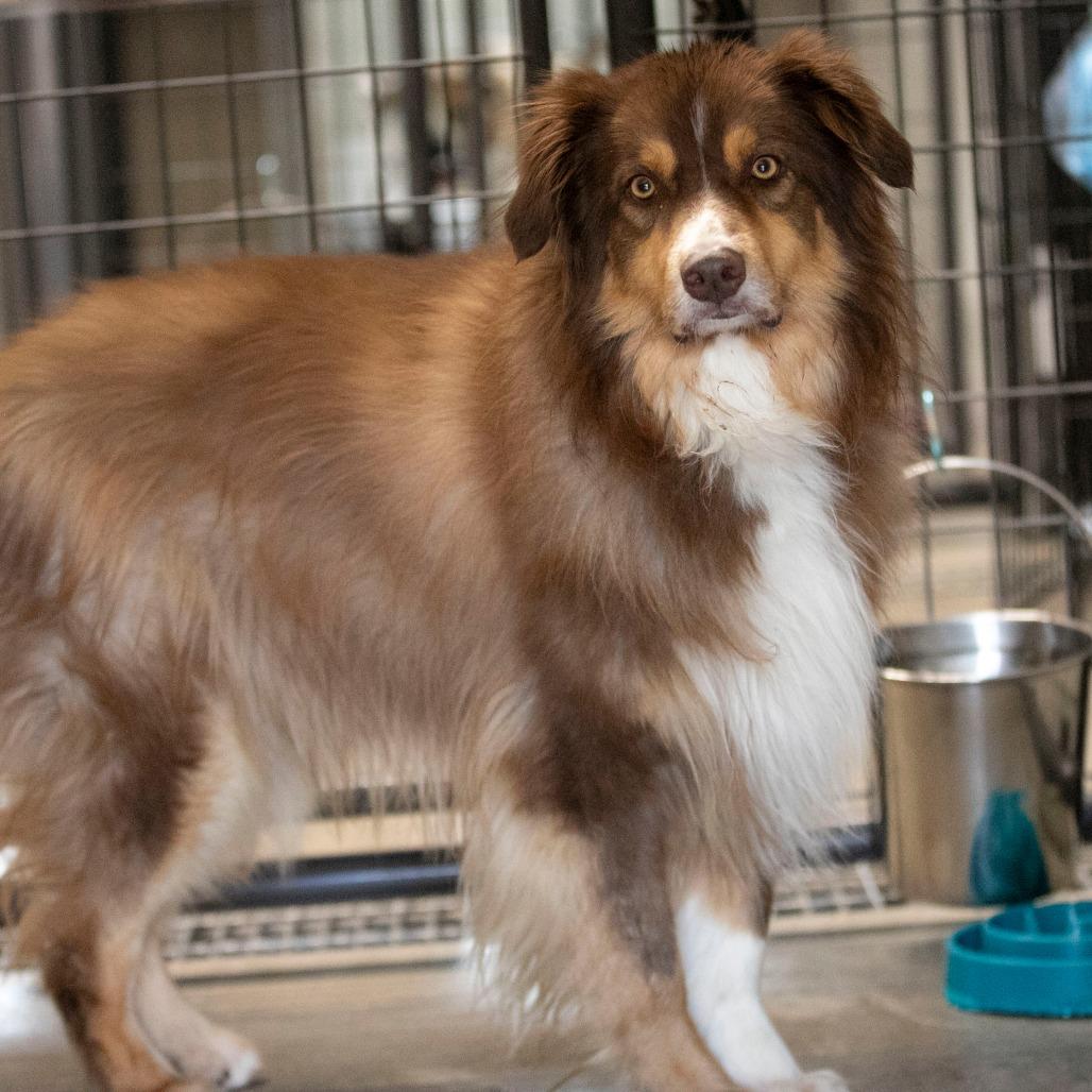 Bruiser (MY26-42), a Adoptable Australian Shepherd in Peyton, CO image 2/6