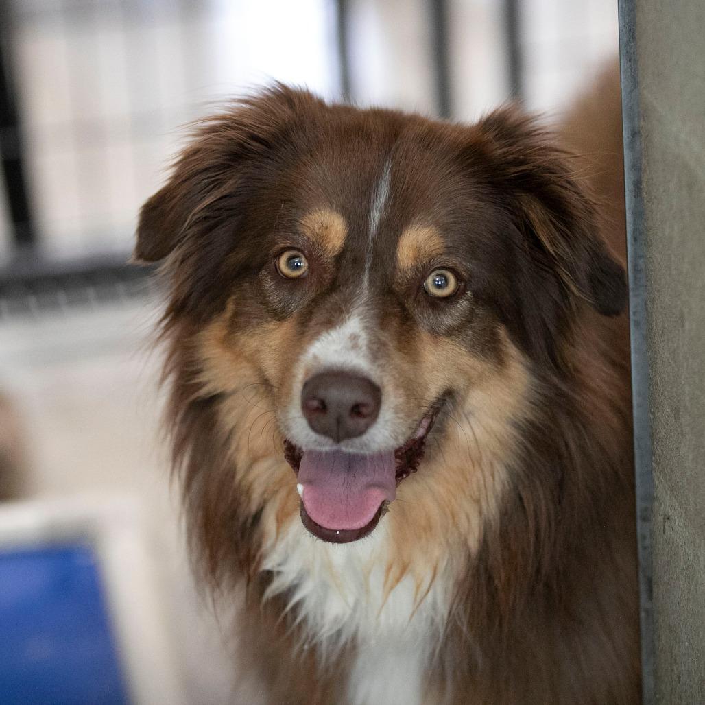 Bruiser (MY26-42), a Adoptable Australian Shepherd in Peyton, CO image 3/6