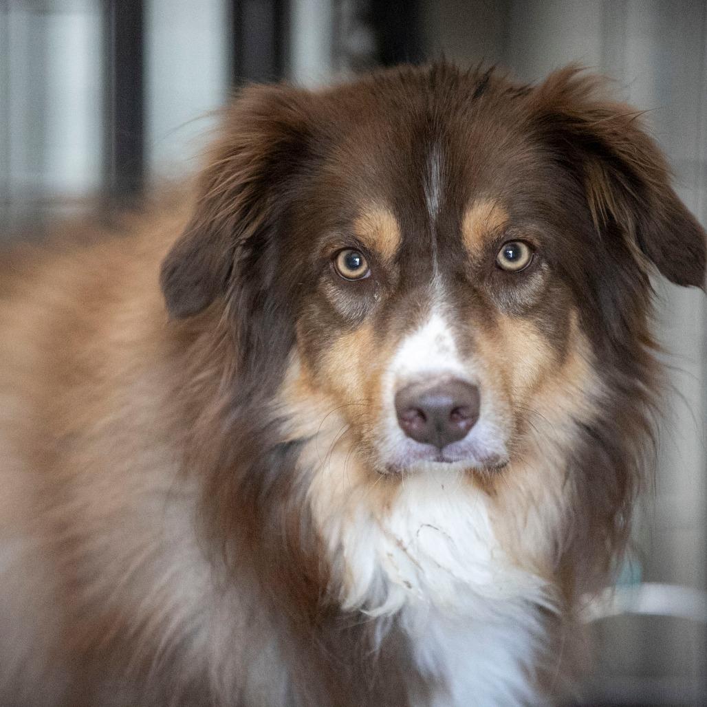 Bruiser (MY26-42), a Adoptable Australian Shepherd in Peyton, CO image 4/6