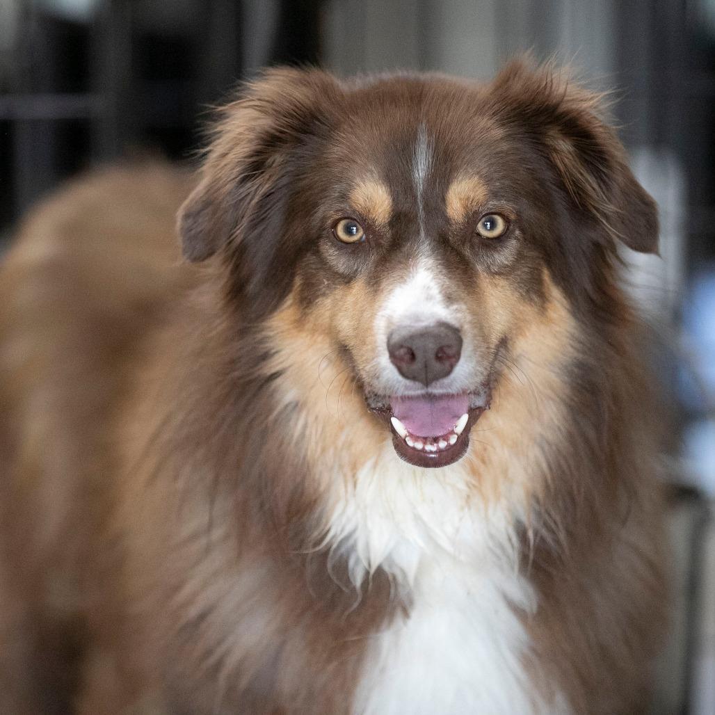 Bruiser (MY26-42), a Adoptable Australian Shepherd in Peyton, CO image 5/6