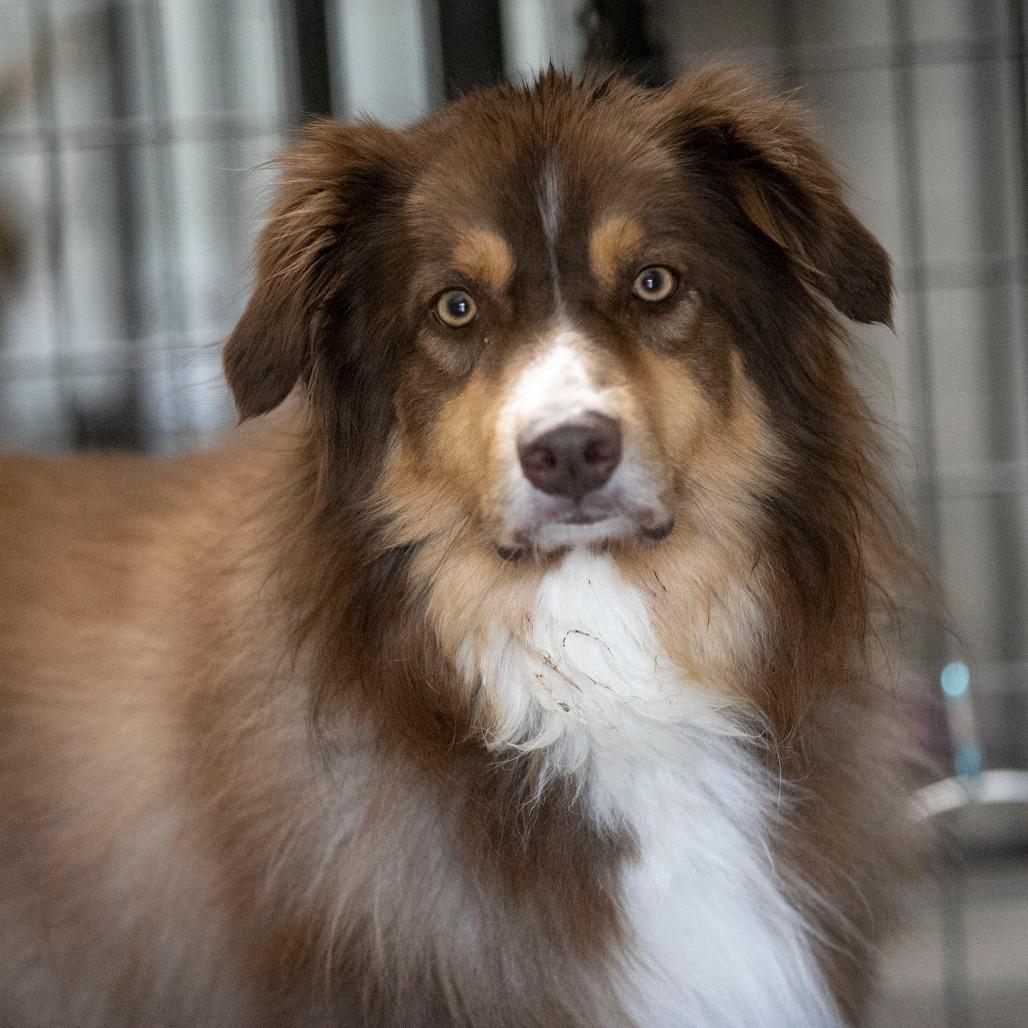 Bruiser (MY26-42), a Adoptable Australian Shepherd in Peyton, CO image 6/6