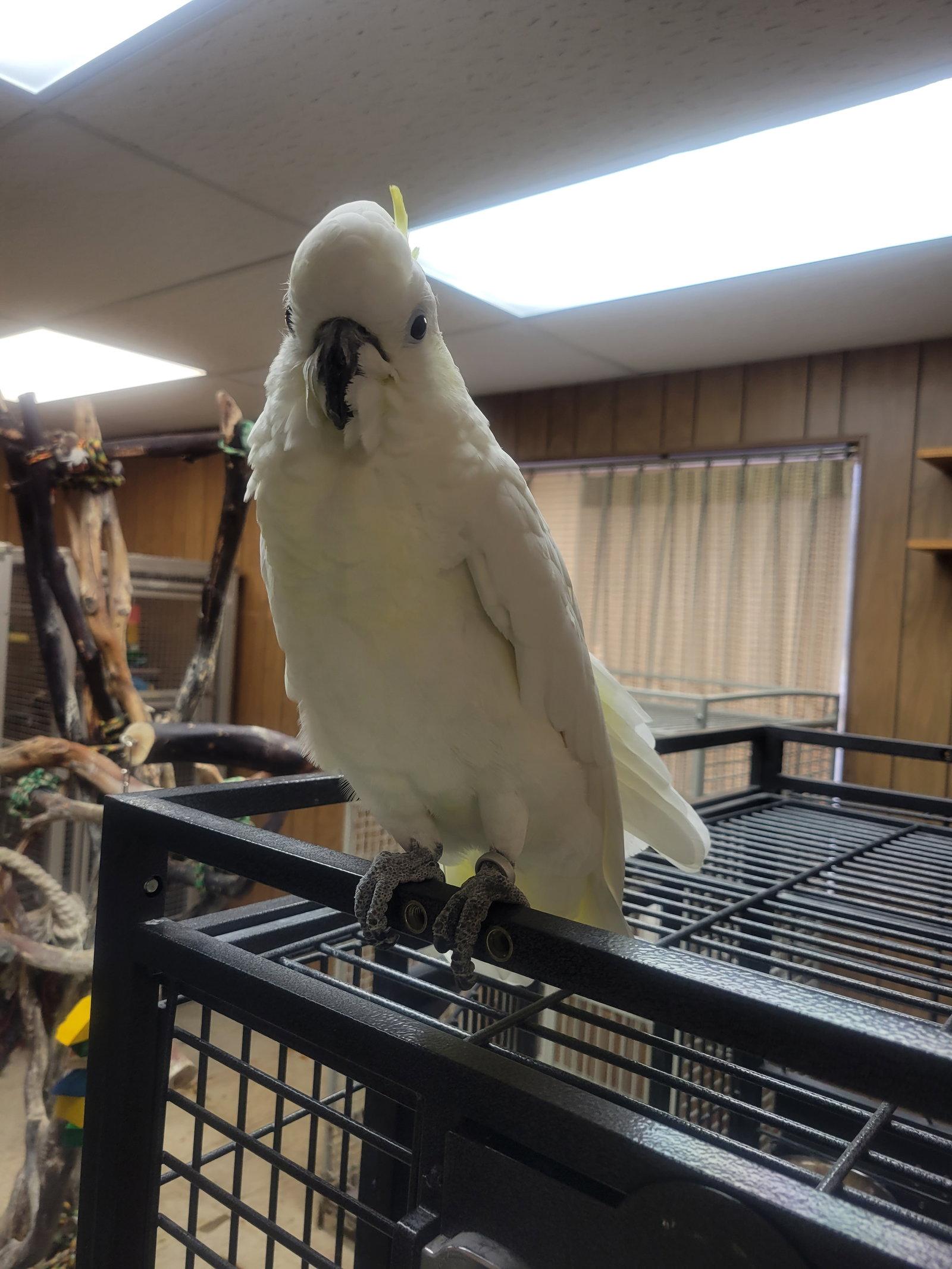 Enlarge Pearl, a Adopted Cockatoo in Inverness, FL image 1/1