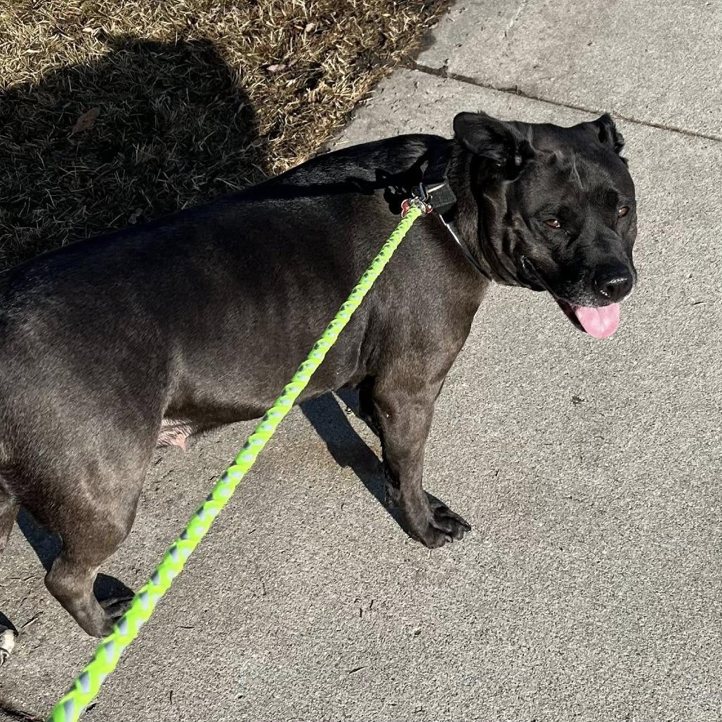 Enlarge Khaleesi--In Foster, a Adoptable Pit Bull Terrier in Fargo, ND image 2/6