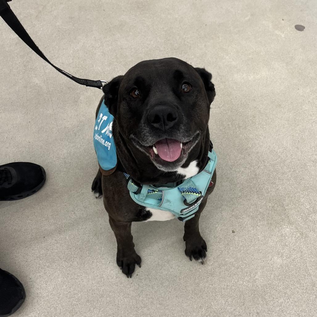 Enlarge Khaleesi--In Foster, a Adoptable Pit Bull Terrier in Fargo, ND image 3/6