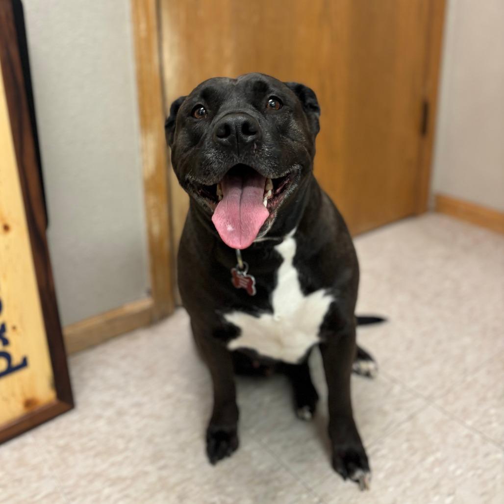 Enlarge Khaleesi--In Foster, a Adoptable Pit Bull Terrier in Fargo, ND image 4/6