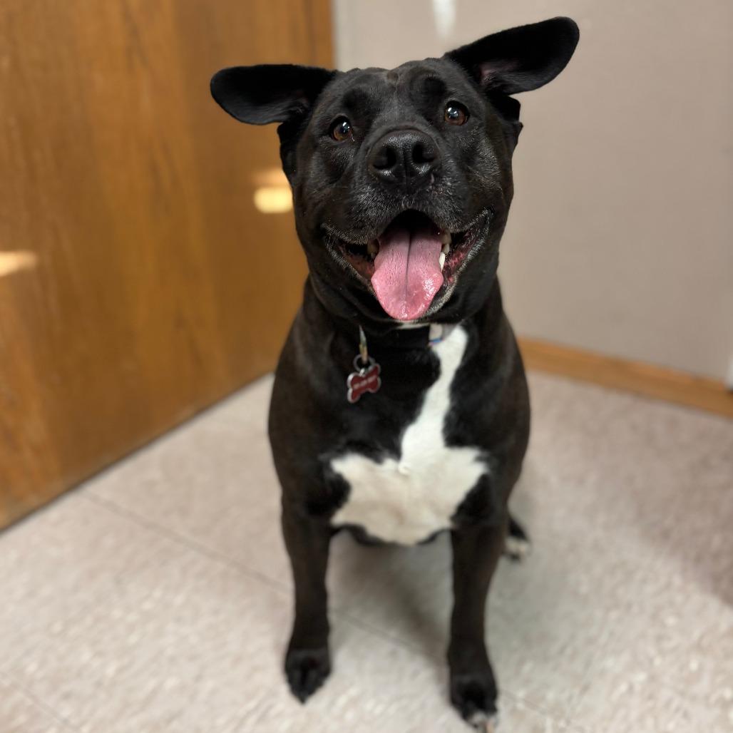 Enlarge Khaleesi--In Foster, a Adoptable Pit Bull Terrier in Fargo, ND image 5/6