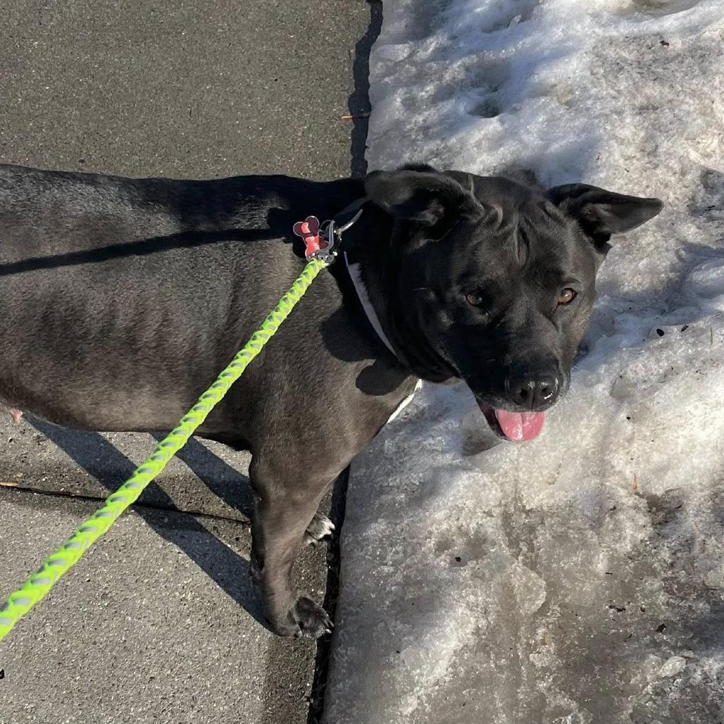 Enlarge Khaleesi--In Foster, a Adoptable Pit Bull Terrier in Fargo, ND image 6/6