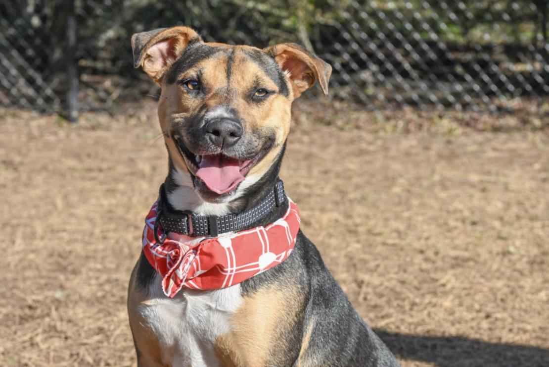 Enlarge BANDIT, a Adoptable mixed breed in Chapel Hill, NC image 1/1
