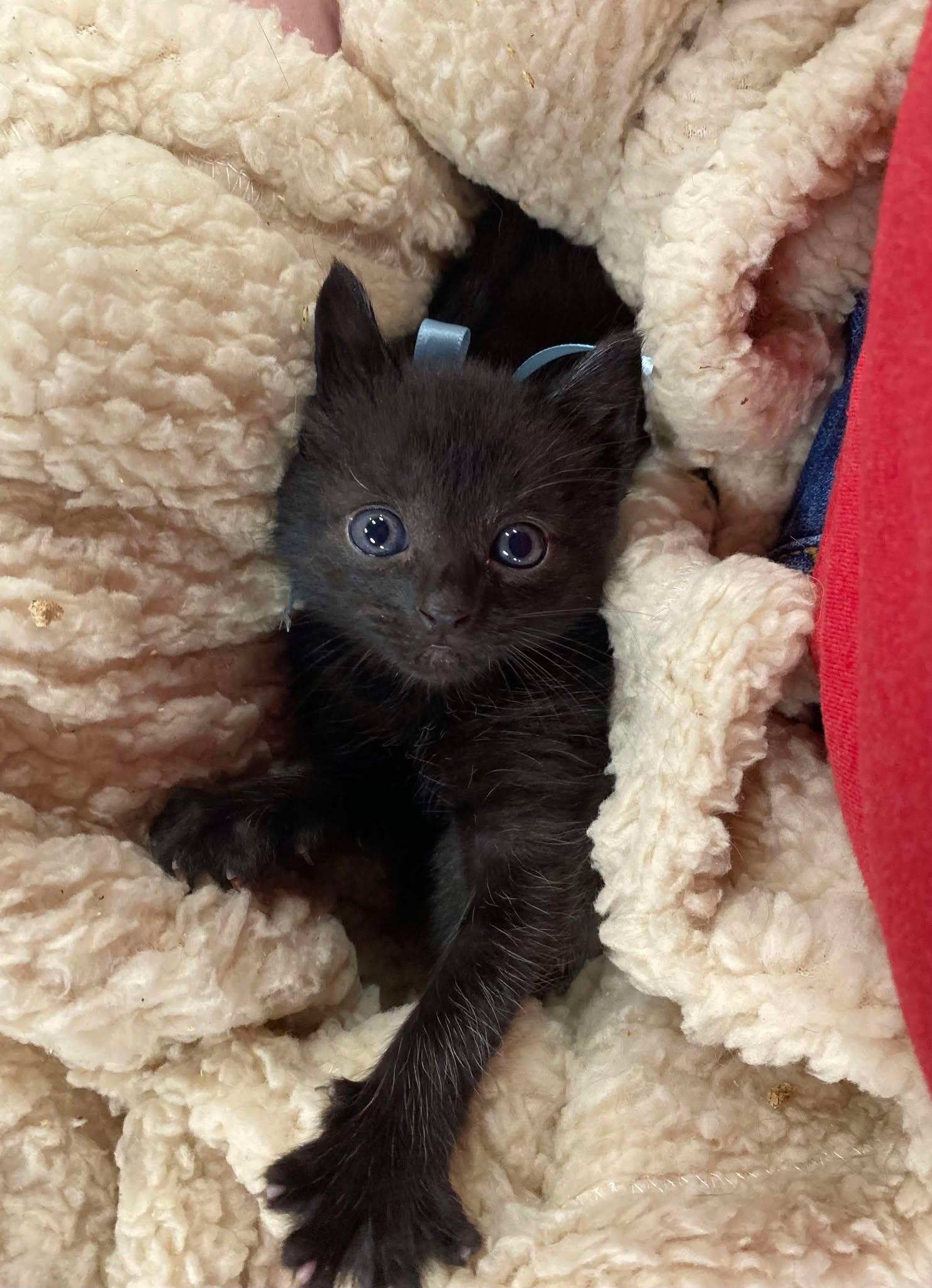Midnight, Baby Male Domestic Short Hair