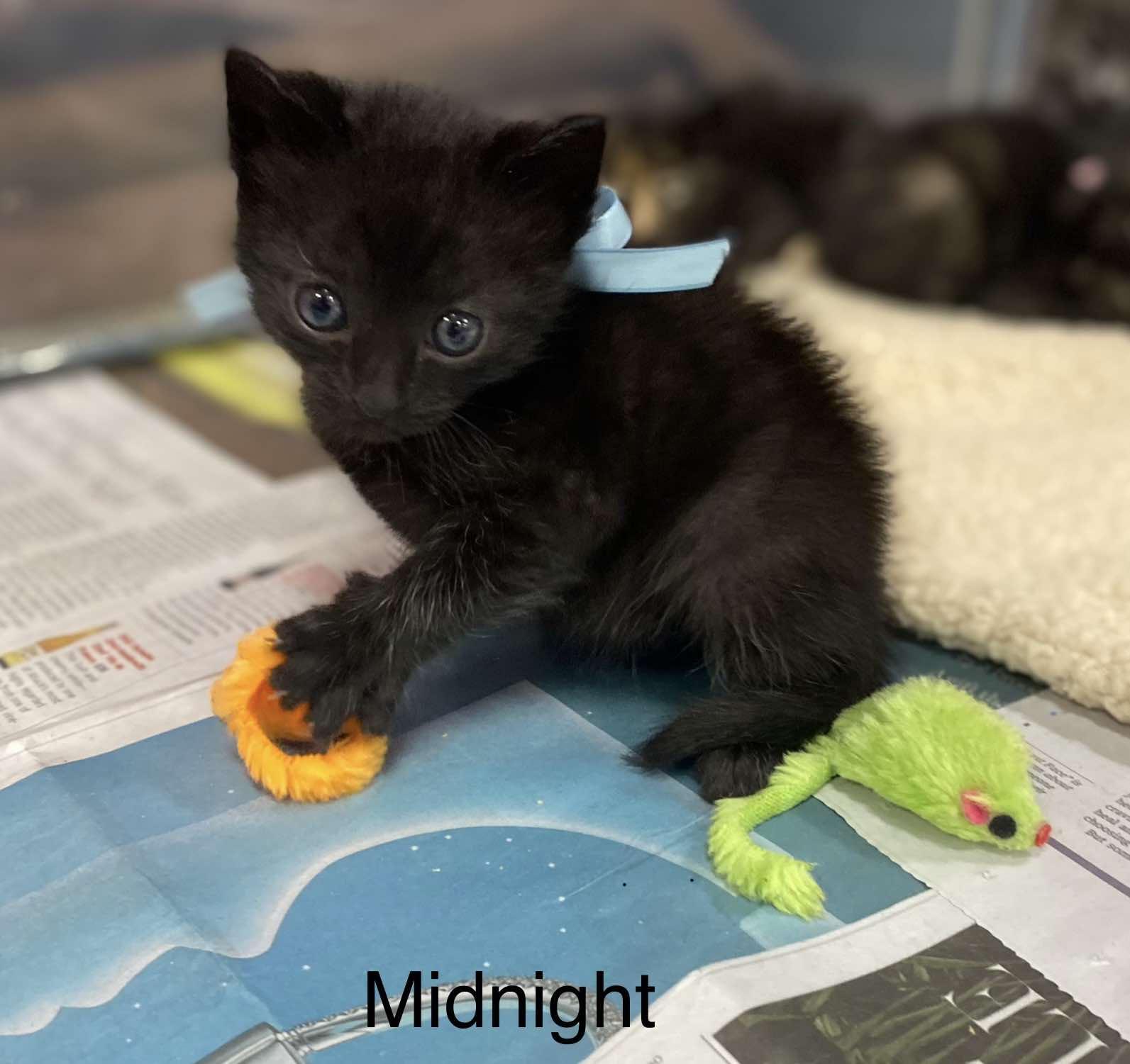 Midnight 2