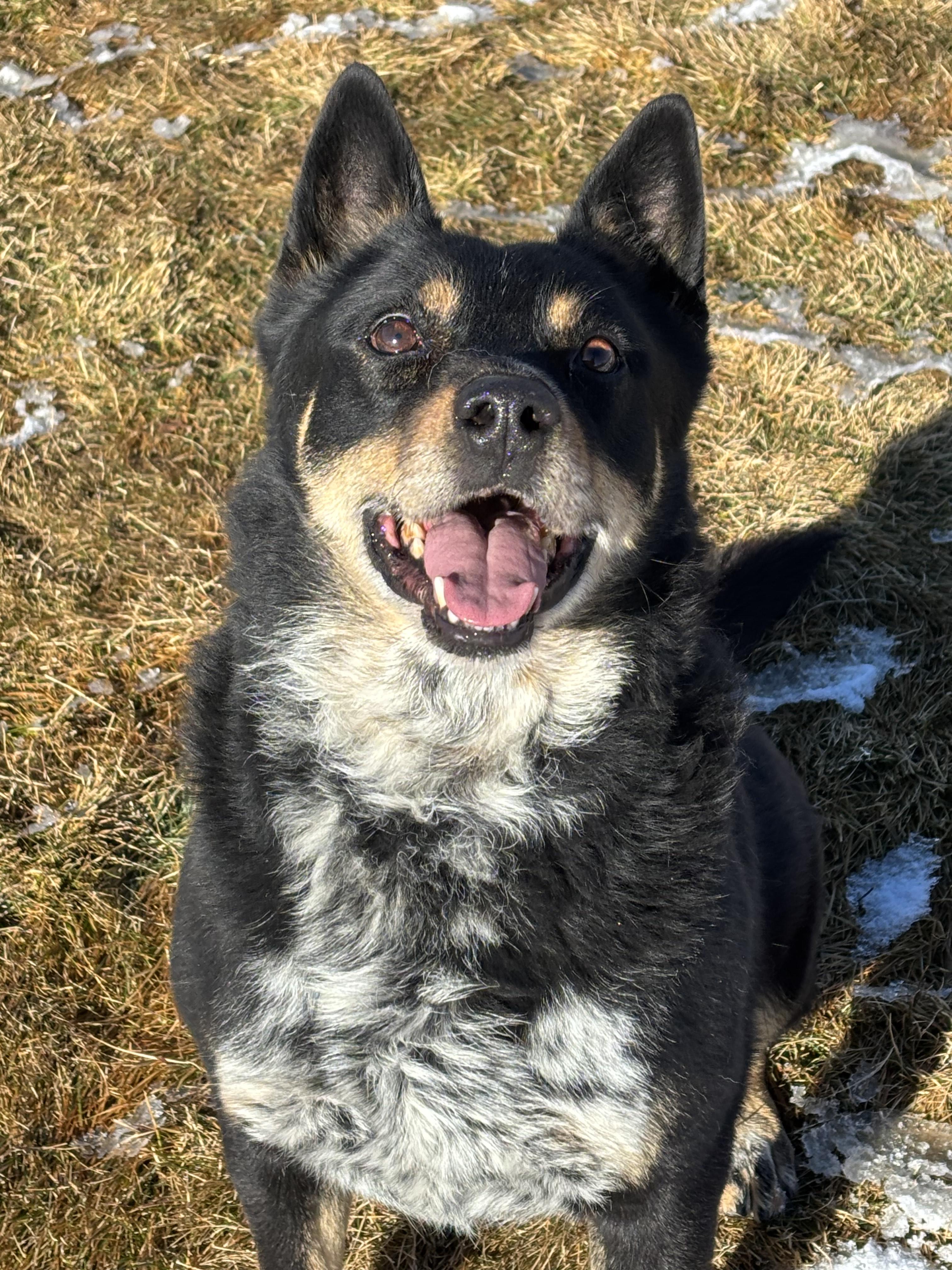 Enlarge Marco , a ADOPTABLE mixed breed in Montrose, CO image 3/6