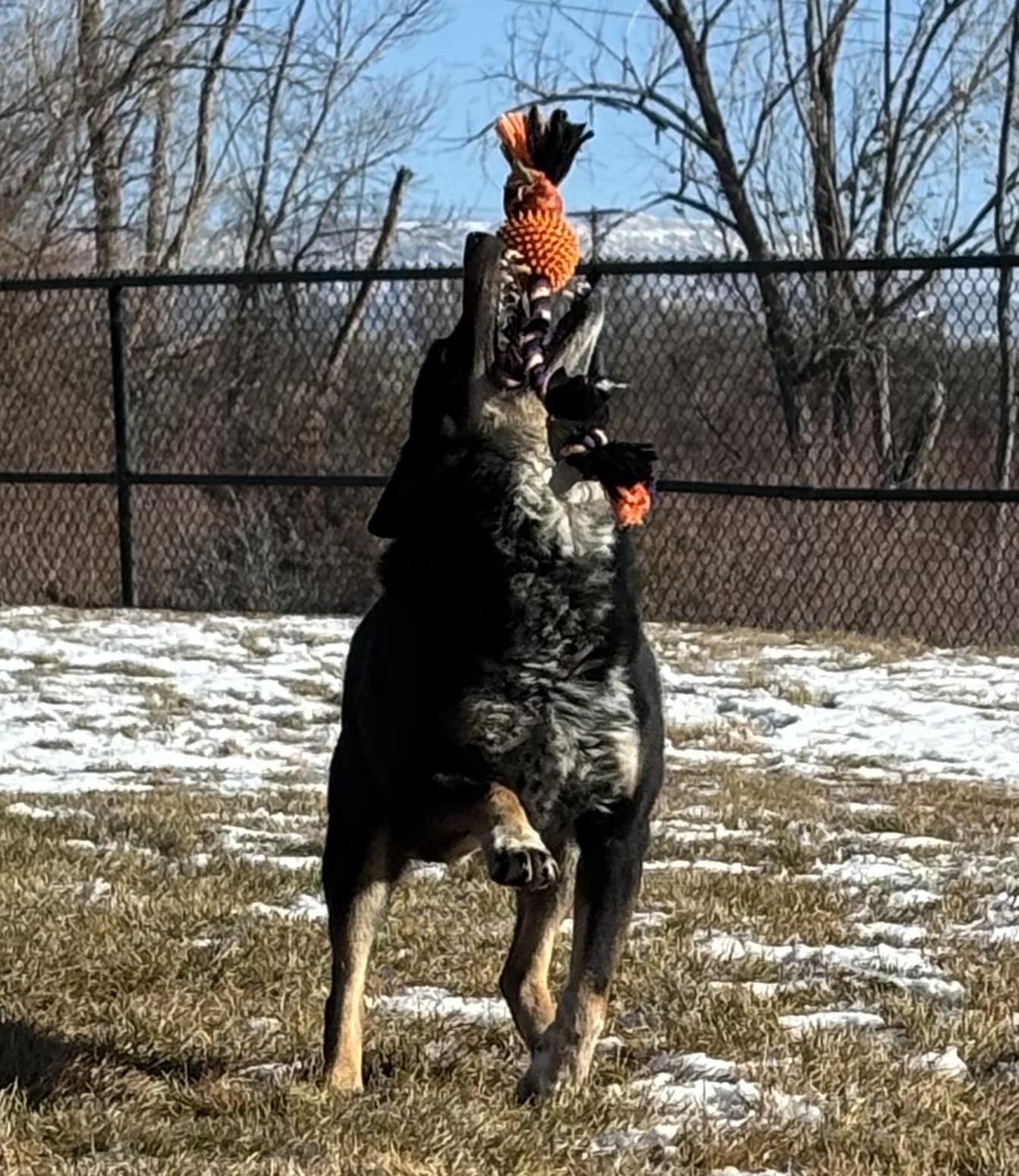 Marco , ADOPTABLE, Adult Male Australian Cattle Dog / Blue Heeler & Australian Shepherd.