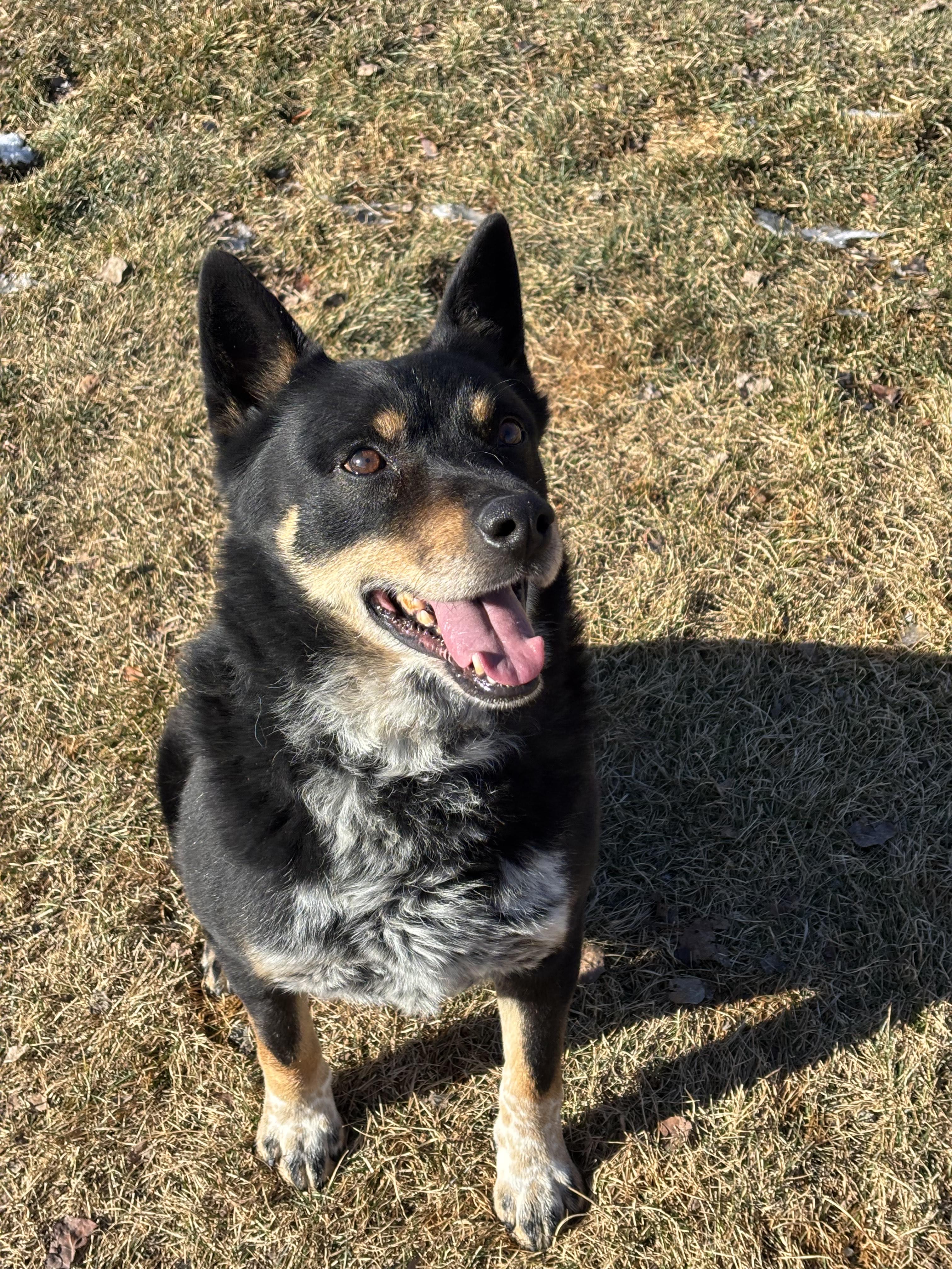 Enlarge Marco , a ADOPTABLE mixed breed in Montrose, CO image 6/6