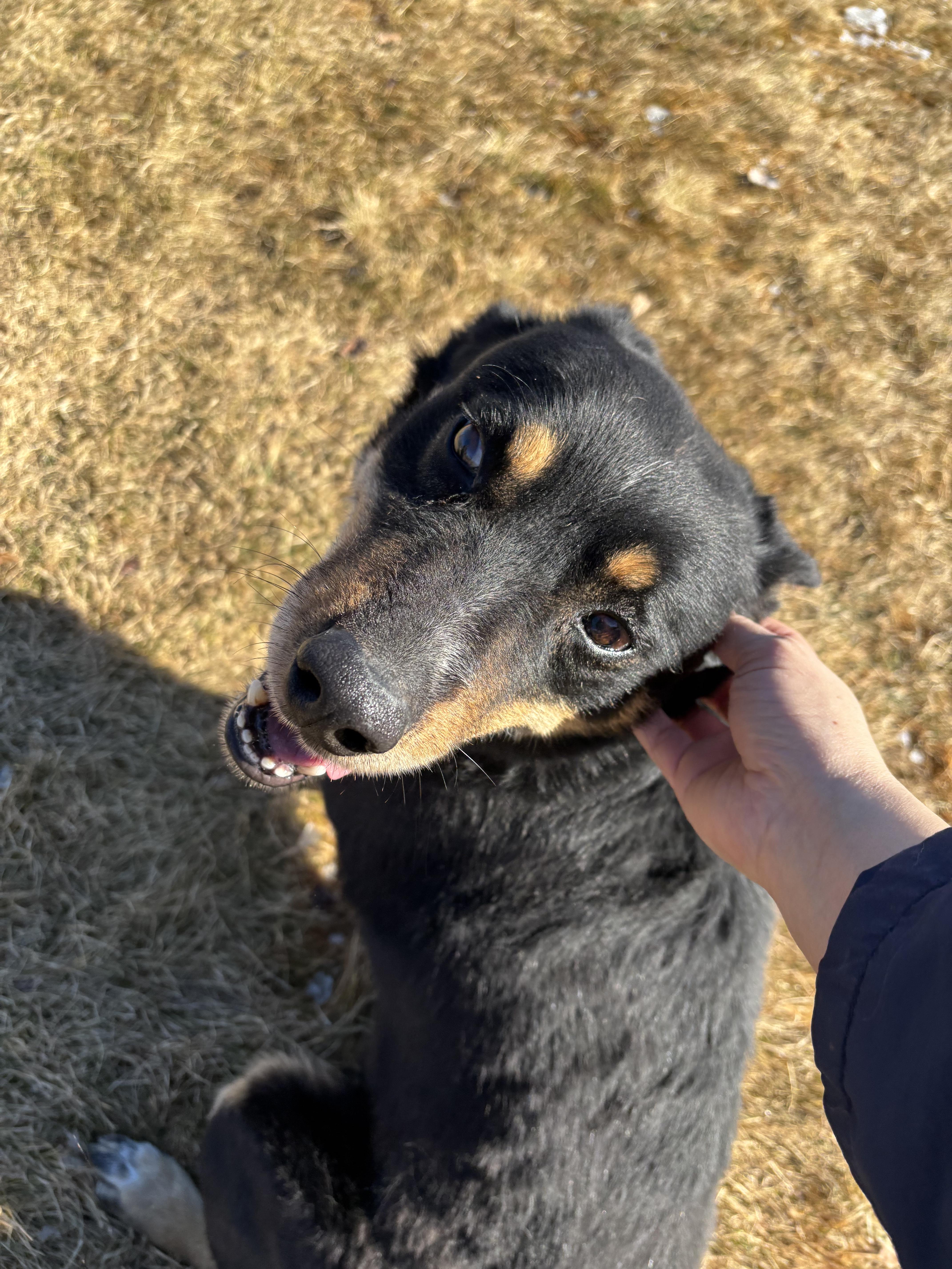 Enlarge Marco , a ADOPTABLE mixed breed in Montrose, CO image 2/6