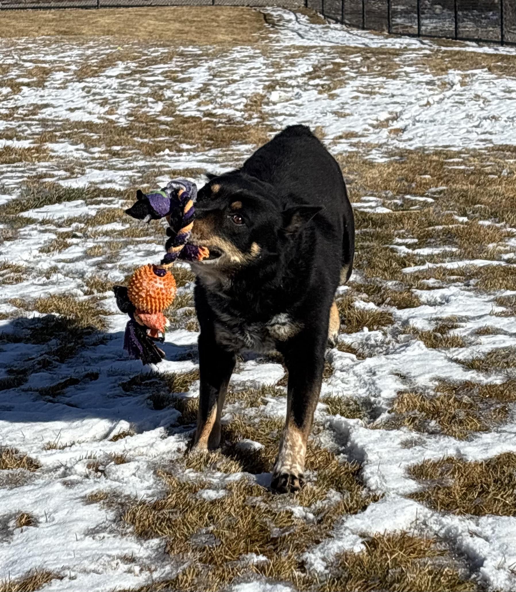 Enlarge Marco , a ADOPTABLE mixed breed in Montrose, CO image 4/6