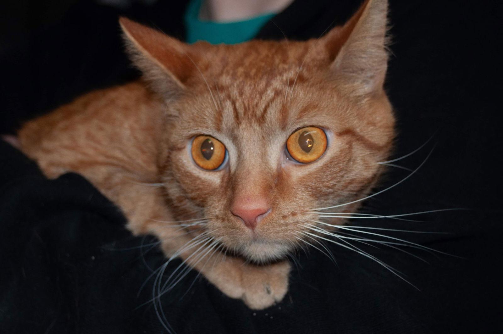 Colby, a Adoptable Domestic Short Hair in Newport, KY image 1/3