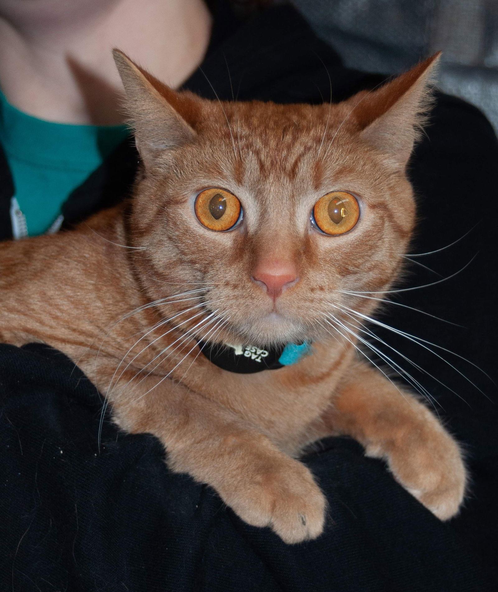 Colby, a Adoptable Domestic Short Hair in Newport, KY image 2/3