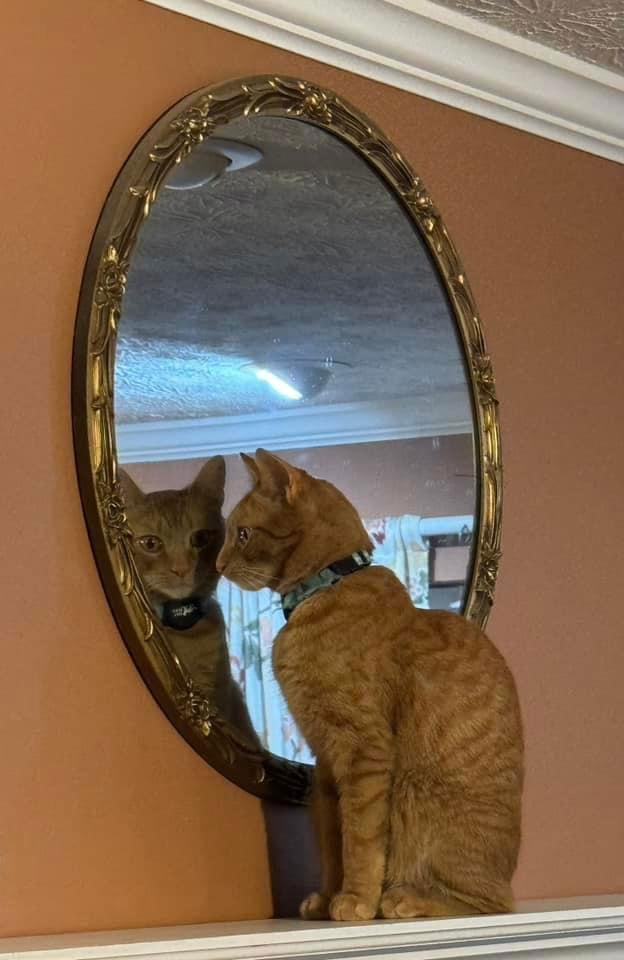 Colby, a Adoptable Domestic Short Hair in Newport, KY image 3/3