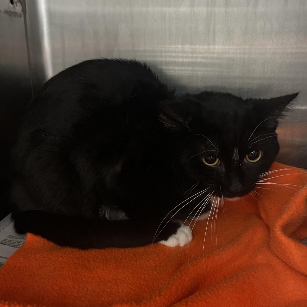 Enlarge Dundee, a Adoptable Domestic Short Hair in Waukesha, WI image 2/3