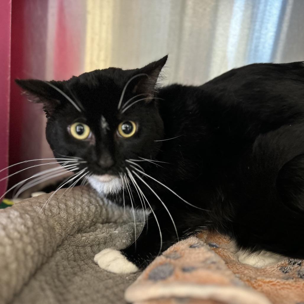 Enlarge Dundee, a Adoptable Domestic Short Hair in Waukesha, WI image 3/3