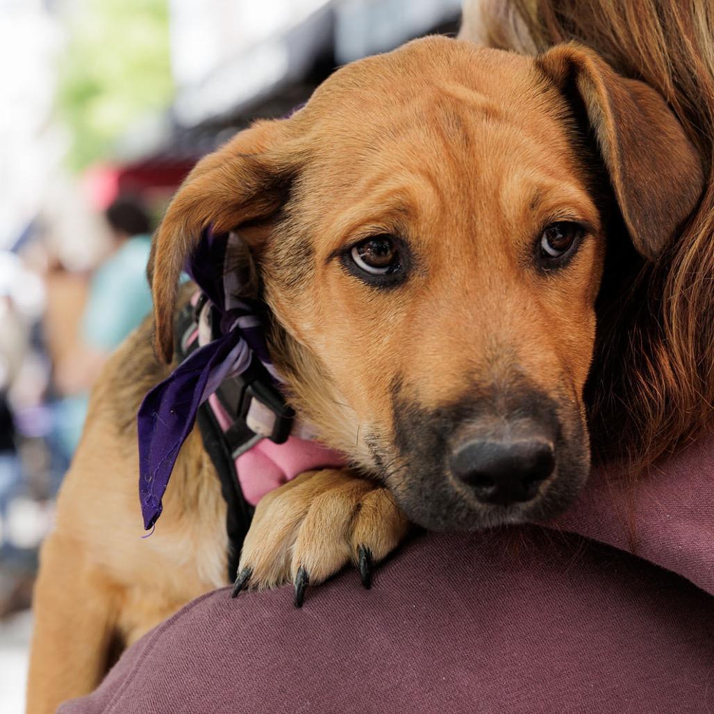 Enlarge Hazel-Mae, a Adoptable Mixed Breed in Moab, UT image 1/6