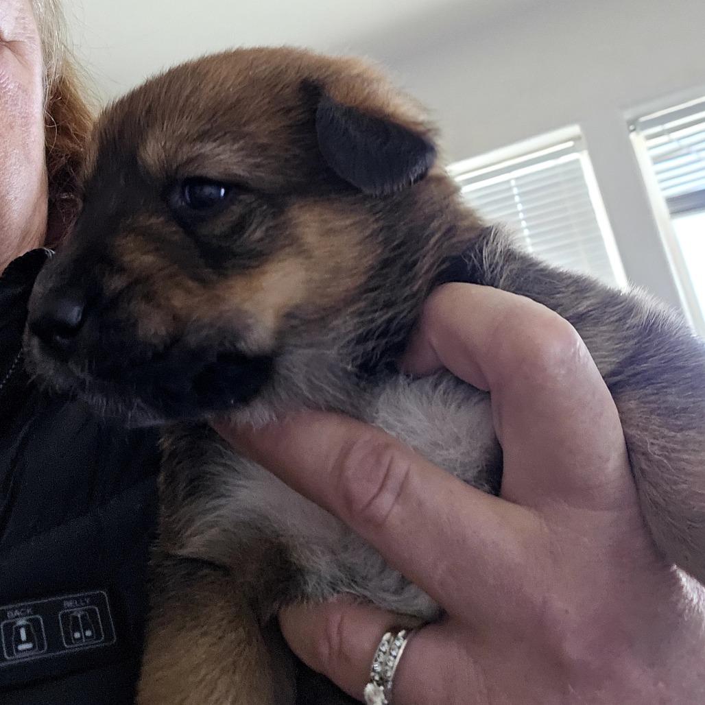 Hazel-Mae, Adoptable, Puppy Female Mixed Breed.