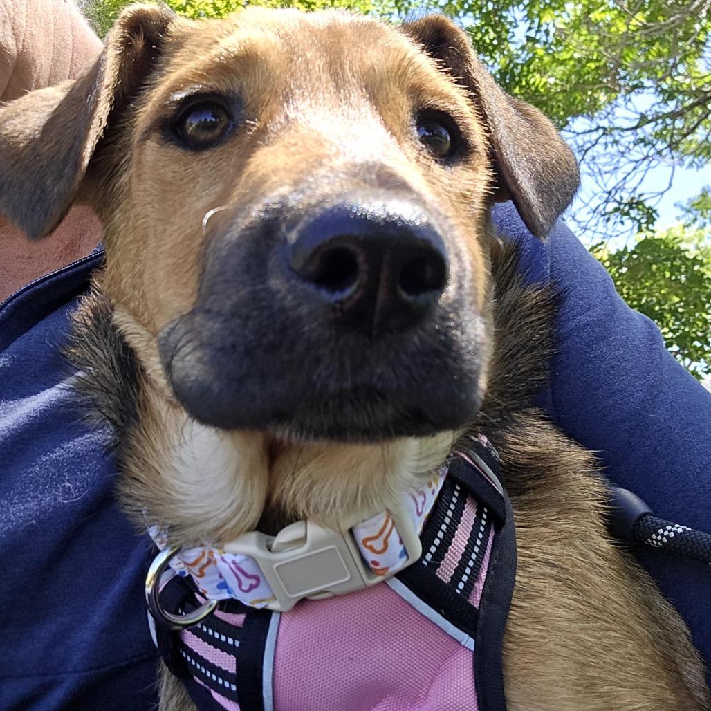 Enlarge Hazel-Mae, a Adoptable Mixed Breed in Moab, UT image 2/6