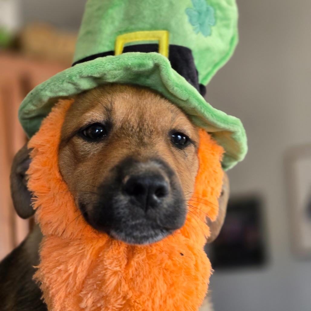 Enlarge Hazel-Mae, a Adoptable Mixed Breed in Moab, UT image 2/6