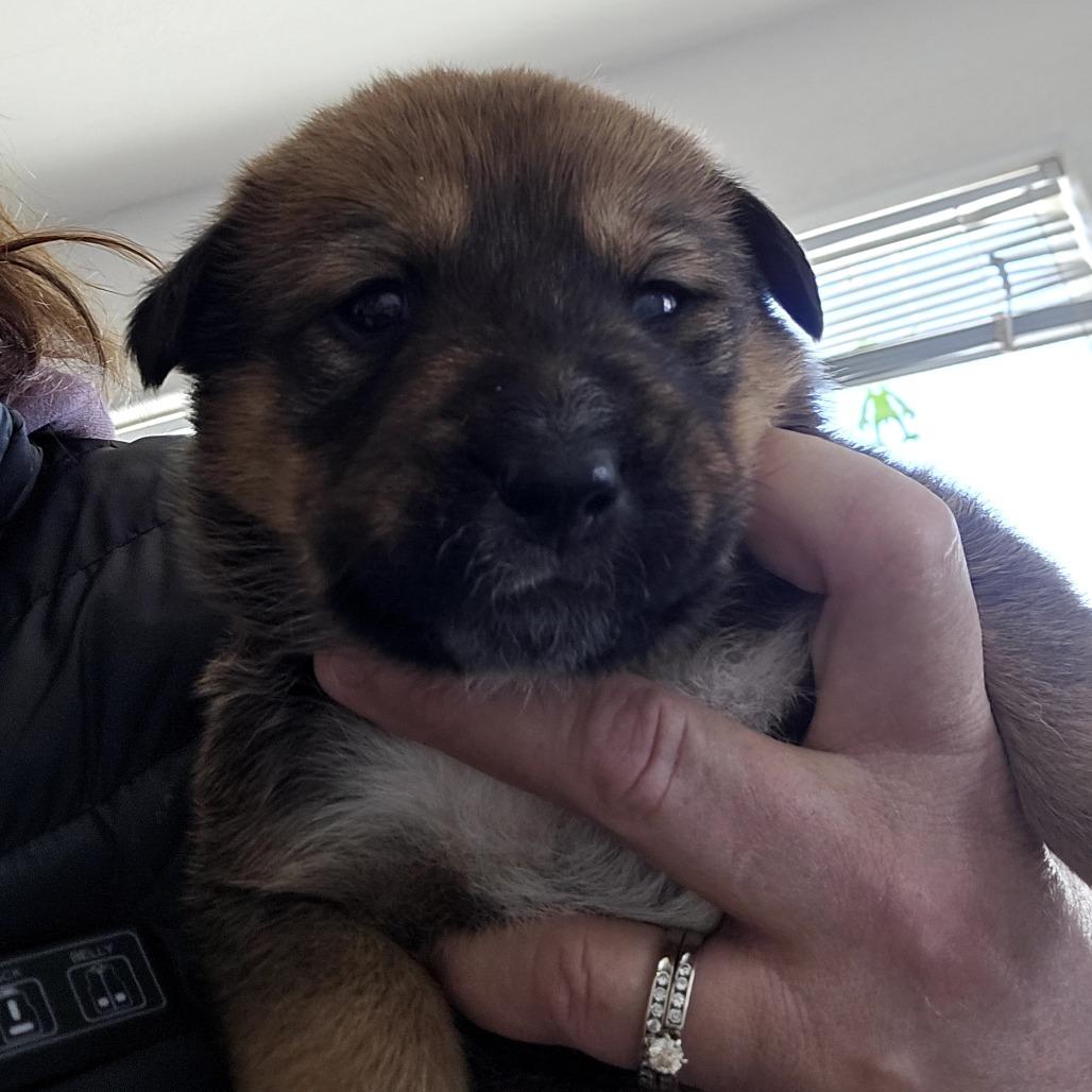 Enlarge Hazel-Mae, a Adoptable Mixed Breed in Moab, UT image 3/6