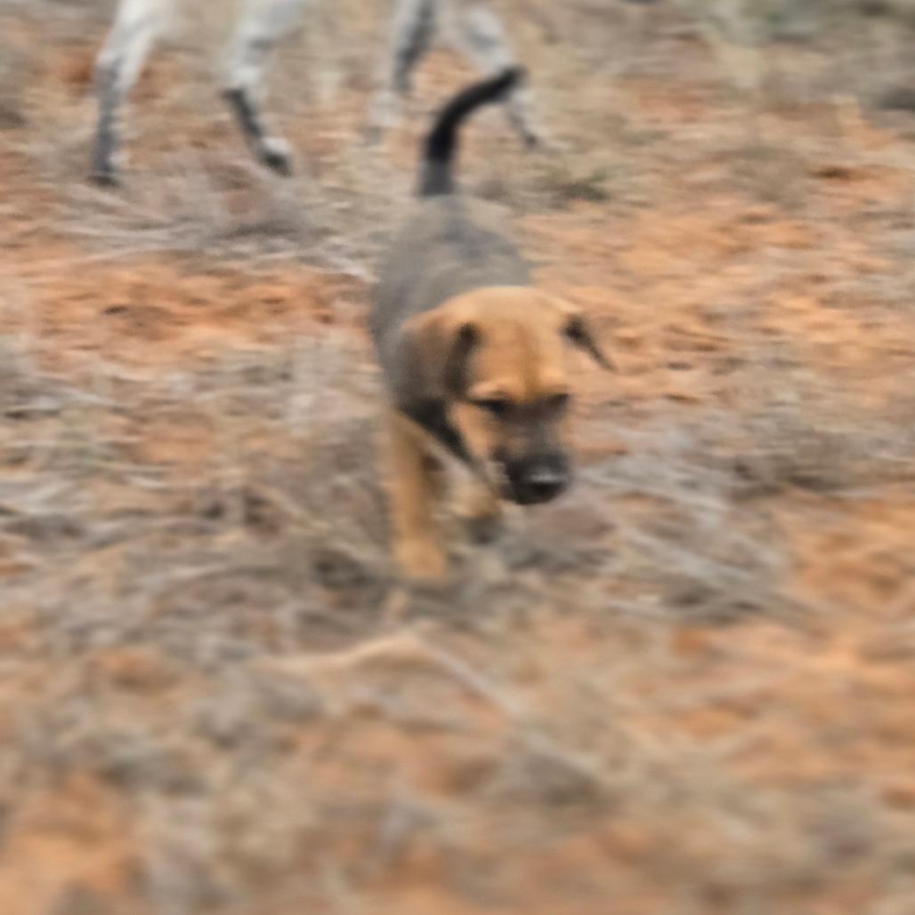 Enlarge Hazel-Mae, a Adoptable Mixed Breed in Moab, UT image 4/6