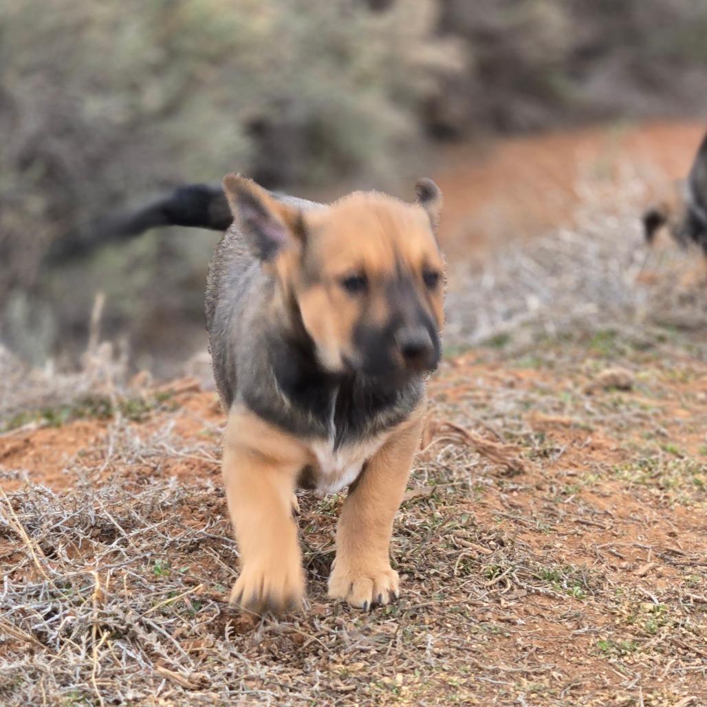 Enlarge Hazel-Mae, a Adoptable Mixed Breed in Moab, UT image 4/6