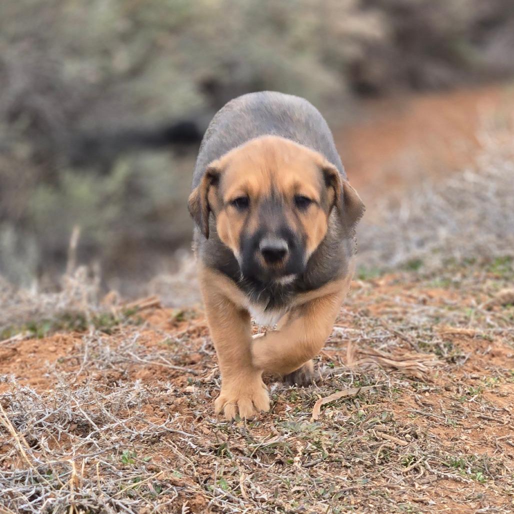 Enlarge Hazel-Mae, a Adoptable Mixed Breed in Moab, UT image 5/6