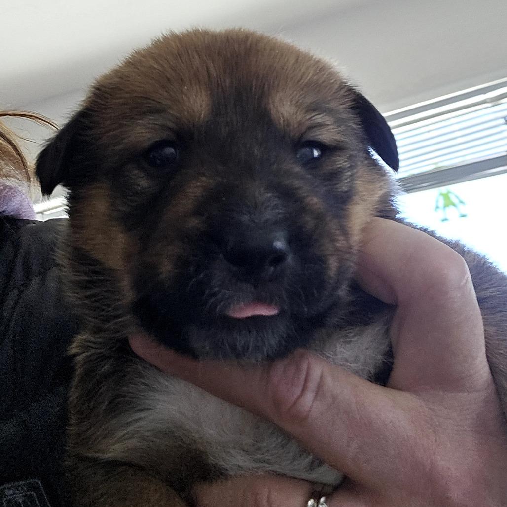 Enlarge Hazel-Mae, a Adoptable Mixed Breed in Moab, UT image 6/6