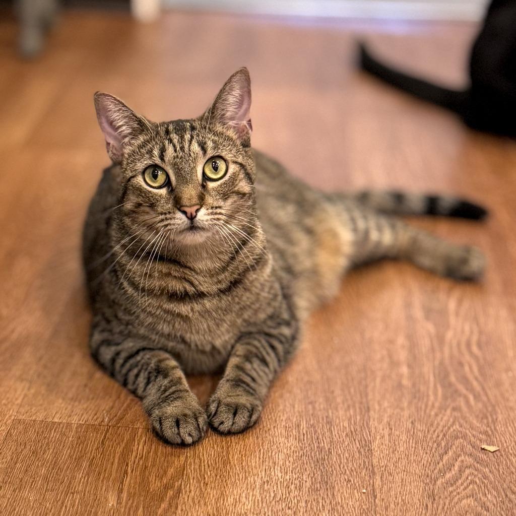 Pinto & Dodo (meet us in foster care!), Adoptable, Young Female Domestic Short Hair.