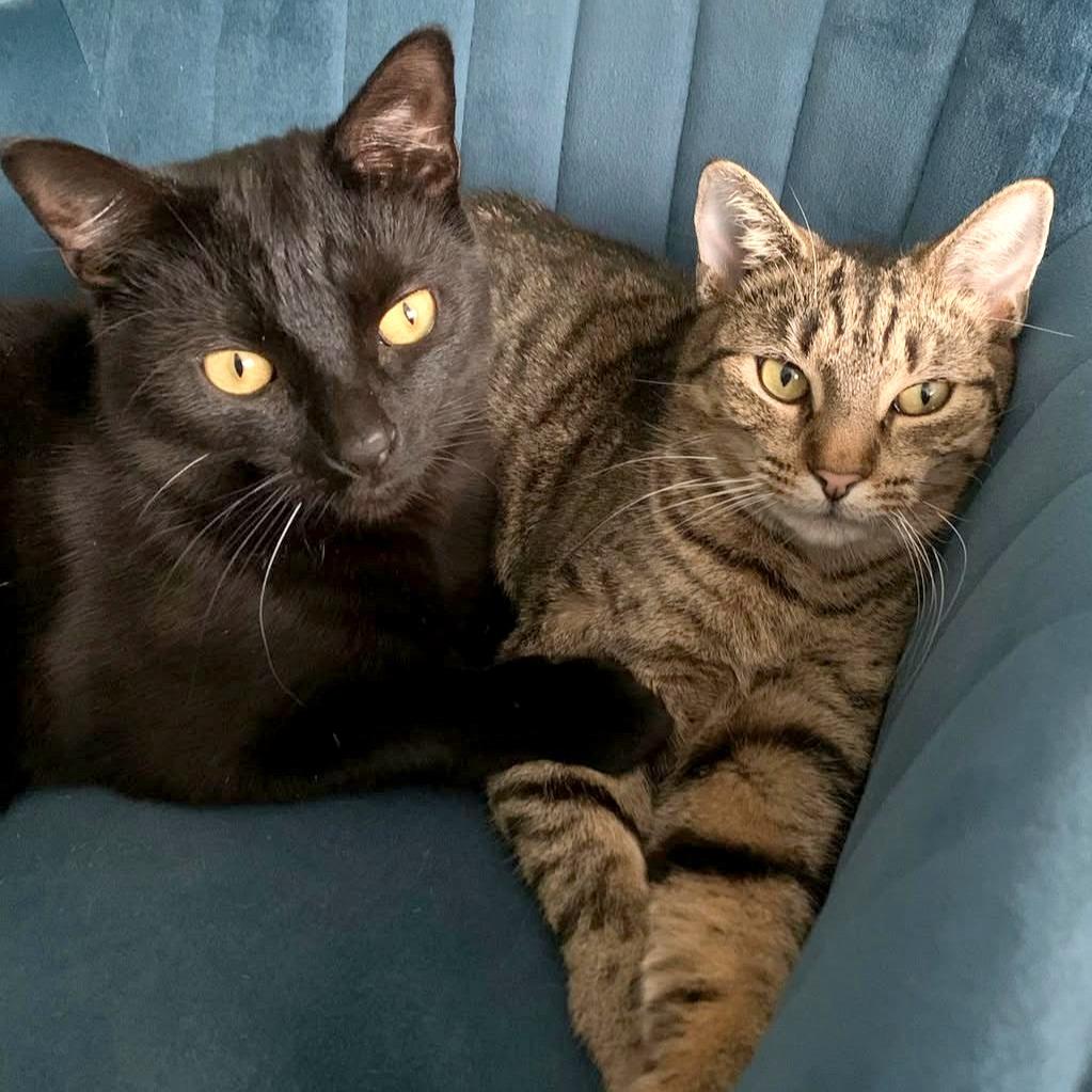 Enlarge Pinto & Dodo (meet us in foster care!), a Adoptable mixed breed in Brooklyn, NY image 2/3