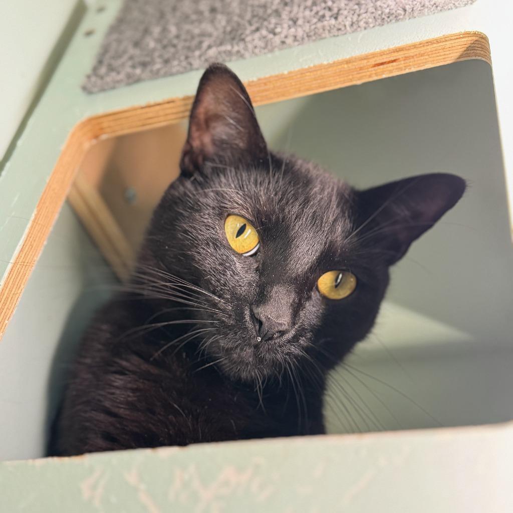 Enlarge Pinto & Dodo (meet us in foster care!), a Adoptable mixed breed in Brooklyn, NY image 3/3