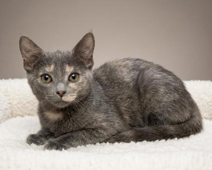 Enlarge Spot, a ADOPTABLE mixed breed in Bedford, IN image 1/1