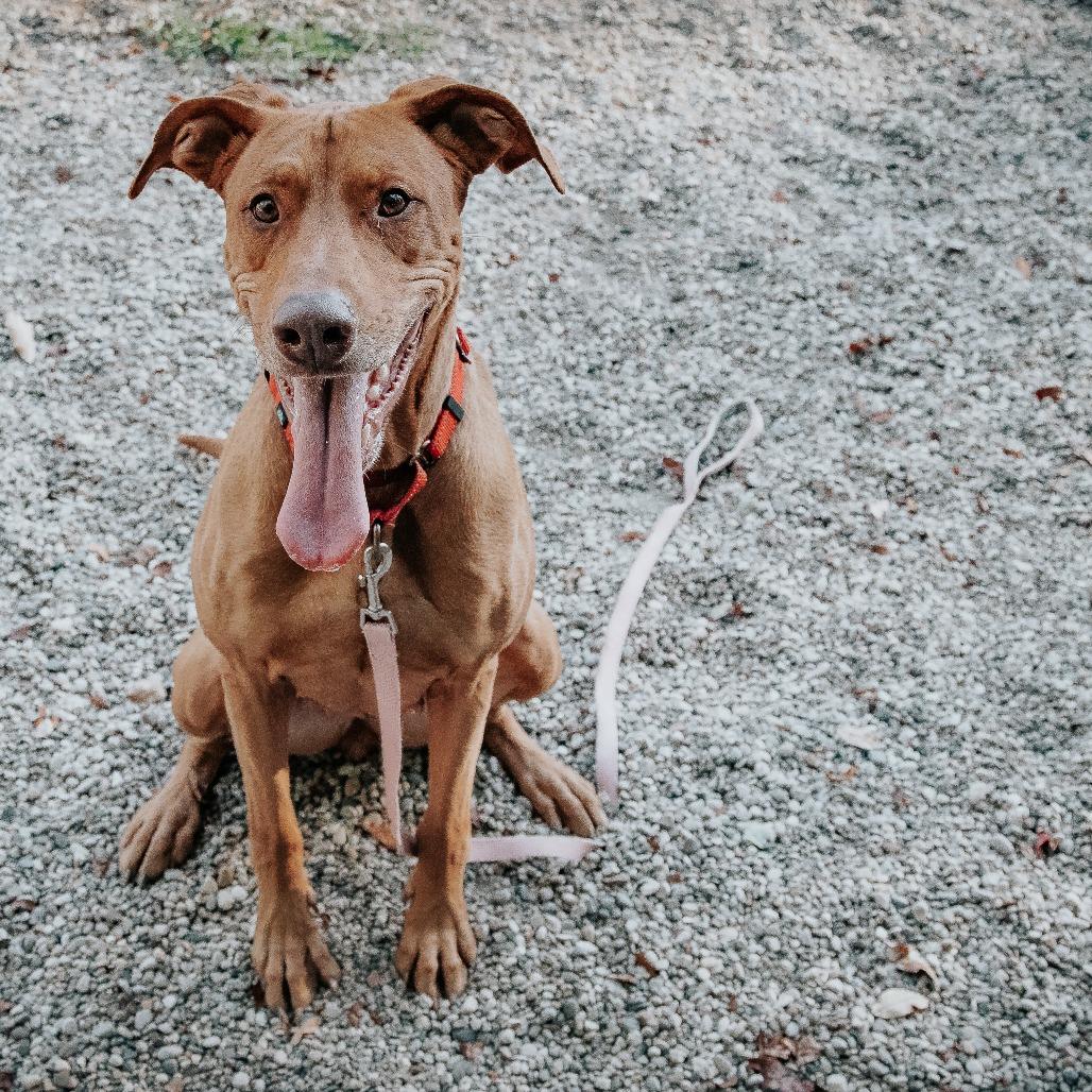 Enlarge Cinnamon Sugar, a Adoptable Mixed Breed in West Olive, MI image 1/6