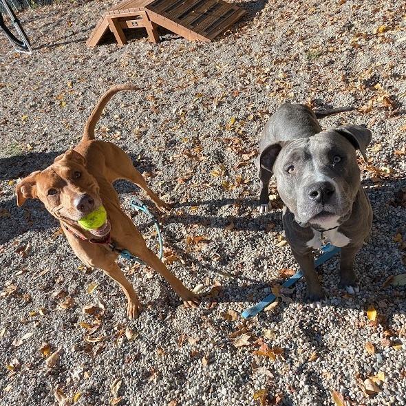 Enlarge Cinnamon Sugar, a Adoptable Mixed Breed in West Olive, MI image 1/6