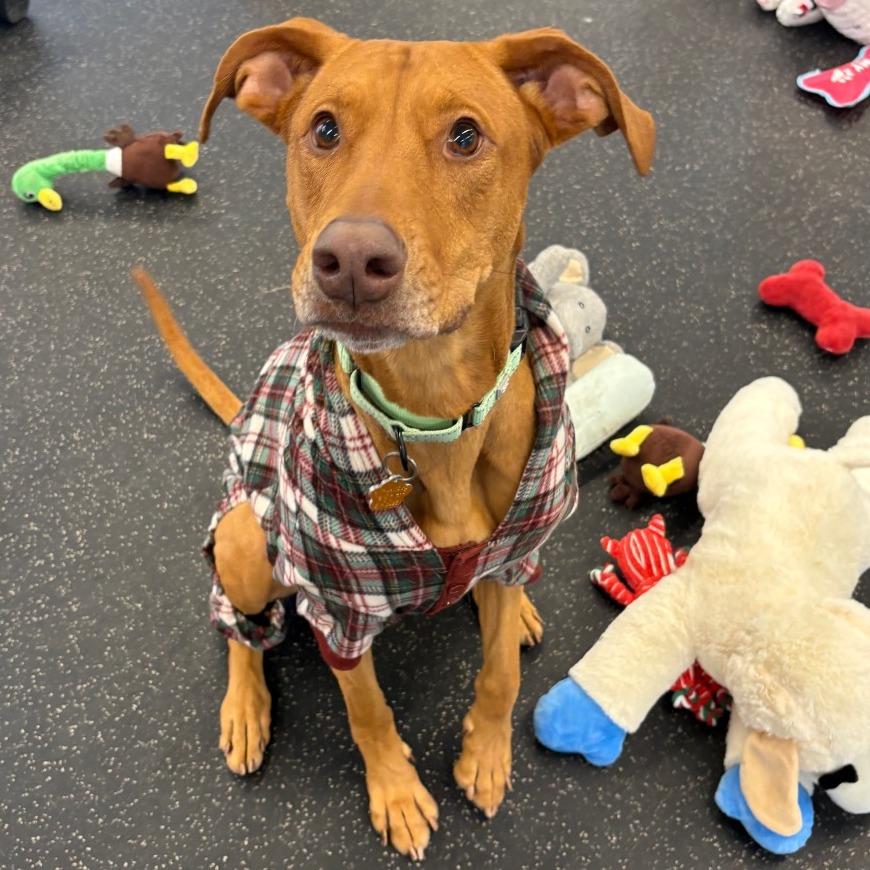 Enlarge Cinnamon Sugar, a Adoptable Mixed Breed in West Olive, MI image 3/6