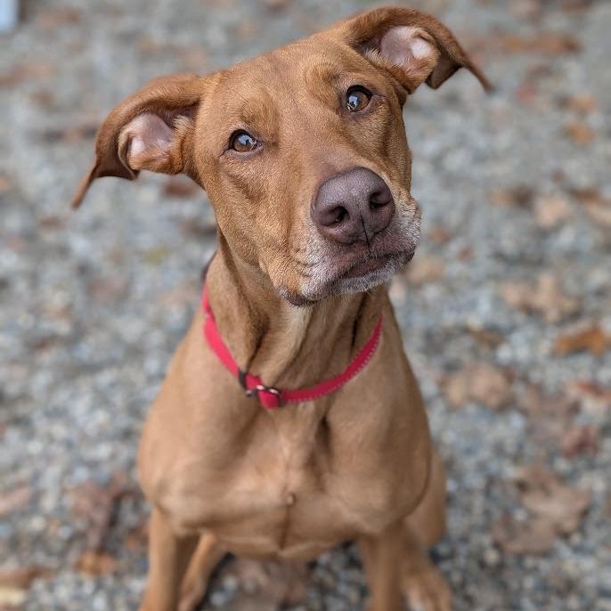 Enlarge Cinnamon Sugar, a Adoptable Mixed Breed in West Olive, MI image 5/6