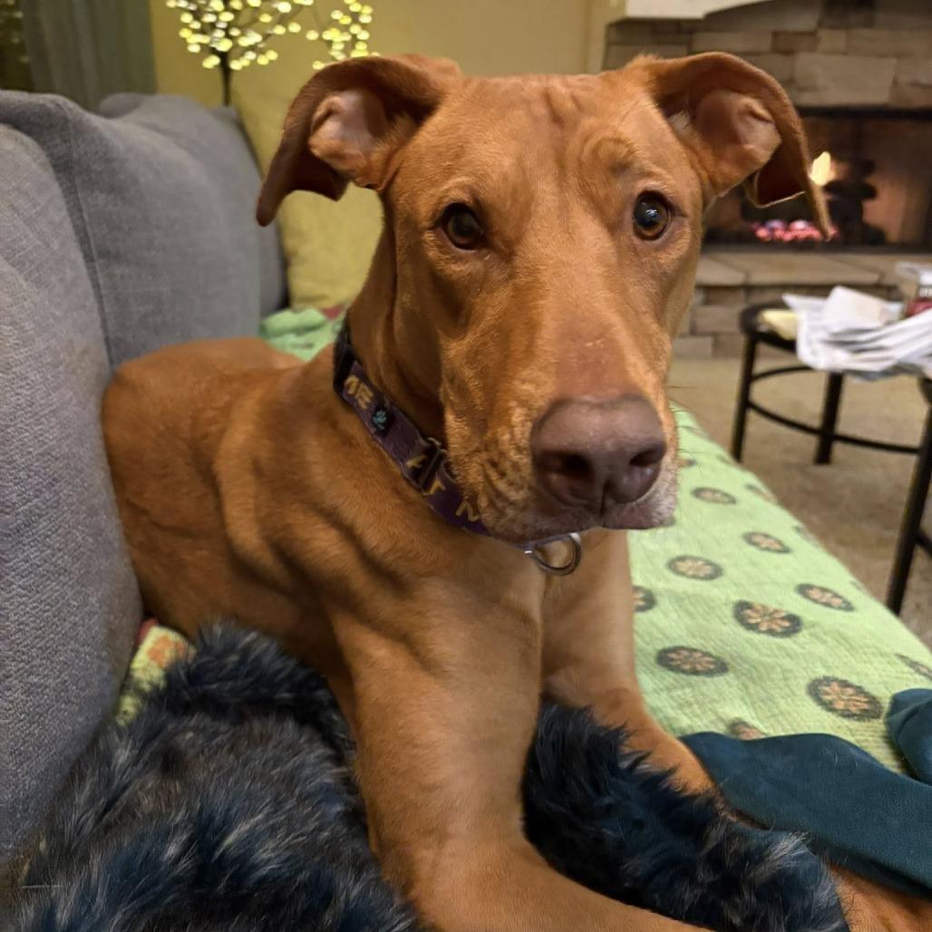 Enlarge Cinnamon Sugar, a Adoptable Mixed Breed in West Olive, MI image 3/6